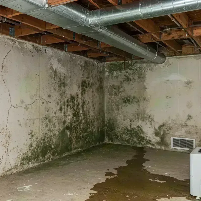 Professional Mold Removal in Lake Mohegan, NY